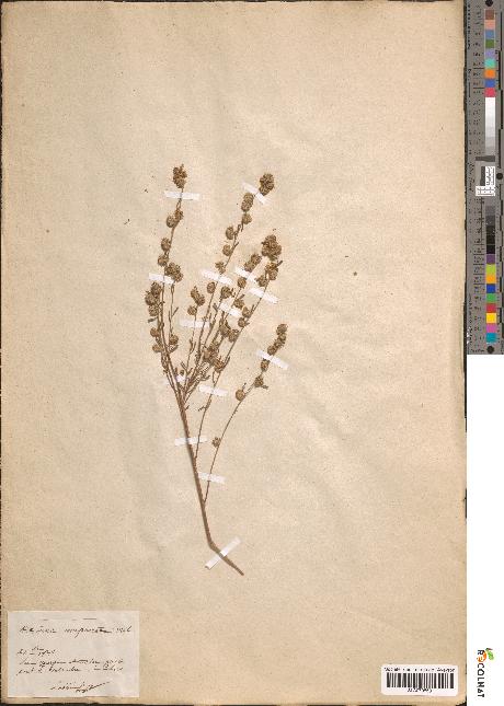 spécimen de Artemisia camphorata