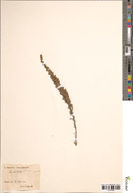 spécimen de Artemisia coerulescens
