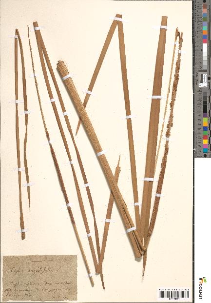 spécimen de Typha angustifolia