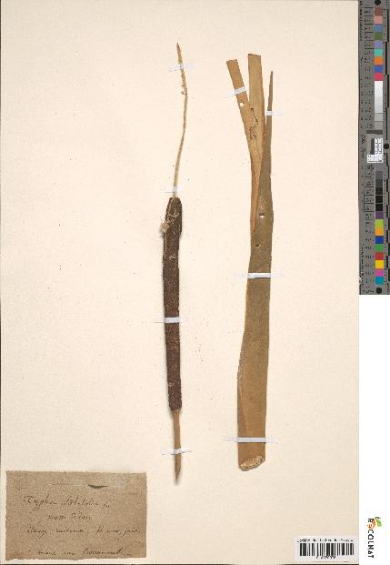 spécimen de Typha latifolia