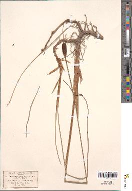 spécimen de Typha minima