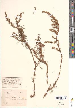 spécimen de Artemisia campestris