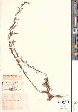 spécimen de Artemisia campestris