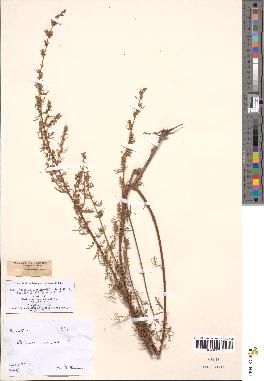 spécimen de Artemisia campestris