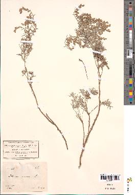 spécimen de Artemisia maritima