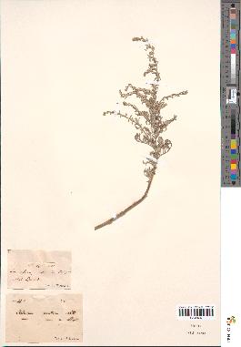 spécimen de Artemisia maritima