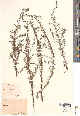 spécimen de Artemisia sp.