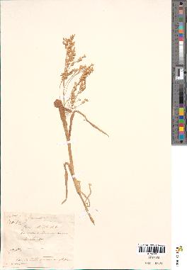 spécimen de Panicum miliaceum