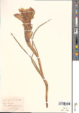 spécimen de Iris xiphioides