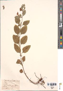 spécimen de Calamintha grandiflora