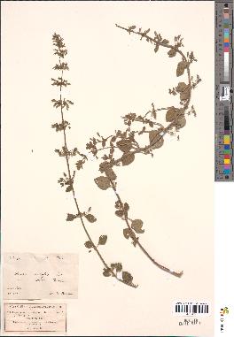 spécimen de Calamintha menthaefolia