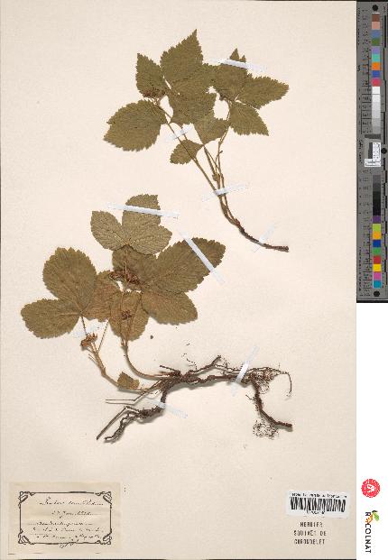 spécimen de Rubus saxatilis