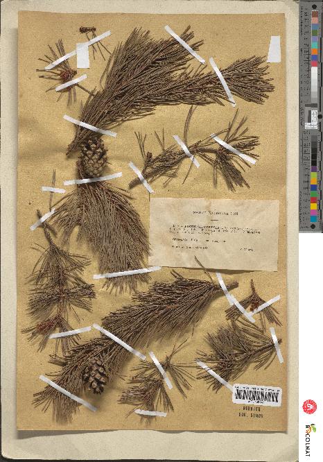 spécimen de Pinus sylvestris