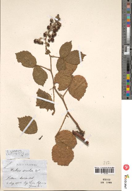 spécimen de Rubus scaber