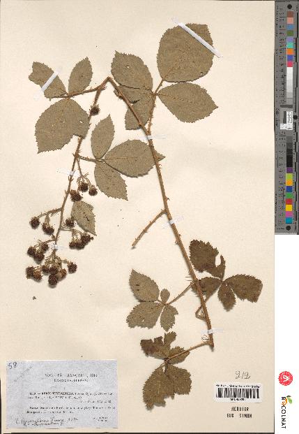 spécimen de Rubus thyrsanthus