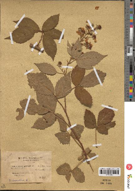 spécimen de Rubus thyrsanthus