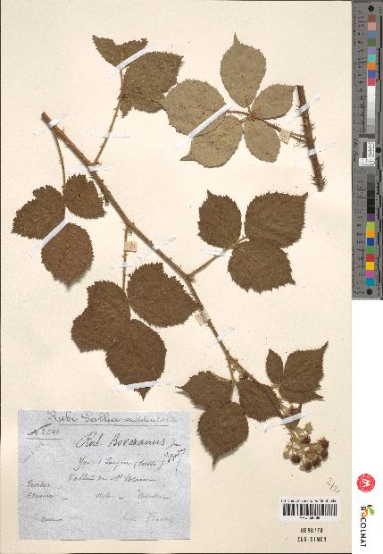 spécimen de Rubus boraeanus