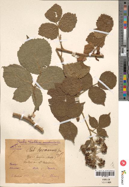 spécimen de Rubus boraeanus