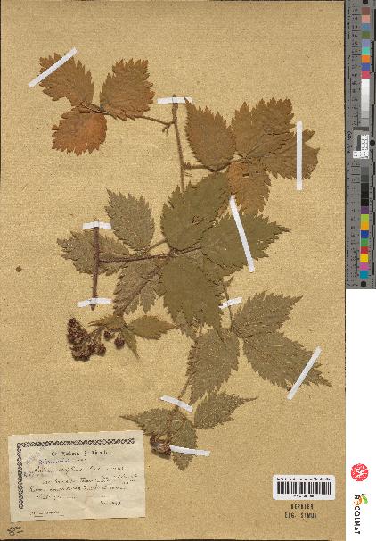 spécimen de Rubus multifidus