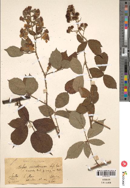 spécimen de Rubus ericetorum