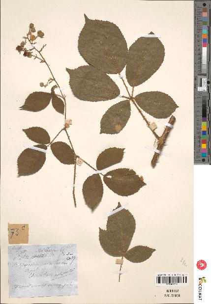 spécimen de Rubus ericetorum