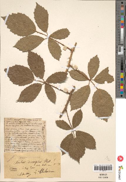 spécimen de Rubus discerptus