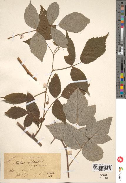 spécimen de Rubus idaeus