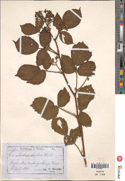 spécimen de Rubus hirtus