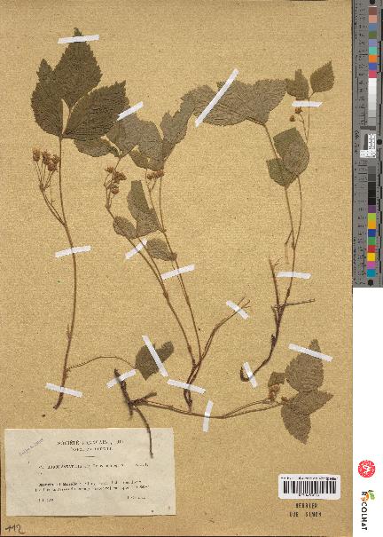 spécimen de Rubus saxatilis