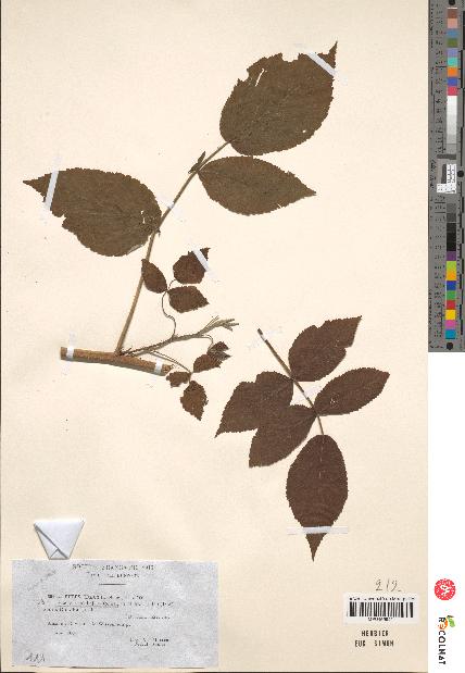 spécimen de Rubus idaeus