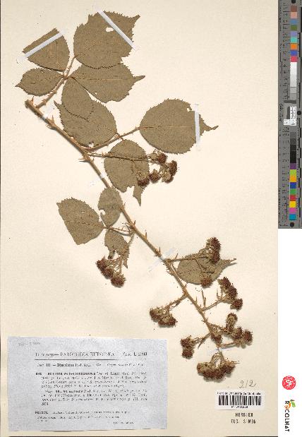 spécimen de Rubus godronii