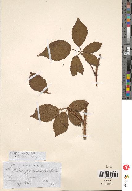 spécimen de Rubus pyramidalis