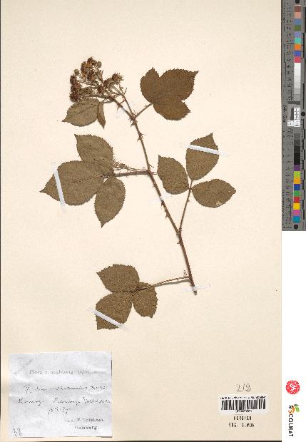 spécimen de Rubus villicaulis