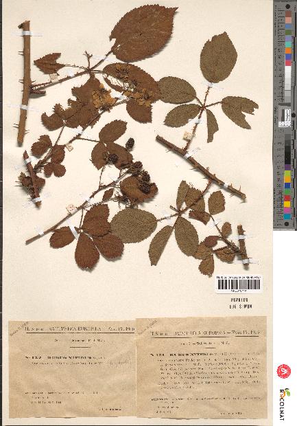 spécimen de Rubus nitidus