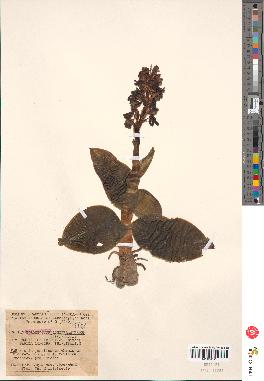 spécimen de Loroglossum longibracteatum