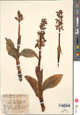 spécimen de Loroglossum longibracteatum