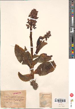 spécimen de Loroglossum longibracteatum