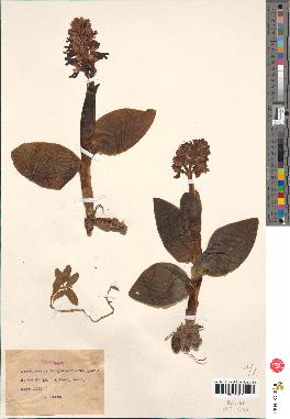 spécimen de Loroglossum longibracteatum