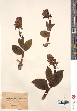 spécimen de Loroglossum longibracteatum