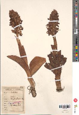 spécimen de Loroglossum longibracteatum