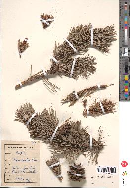 spécimen de Pinus montana