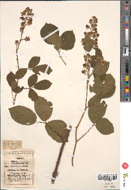 spécimen de Rubus rhombifolius