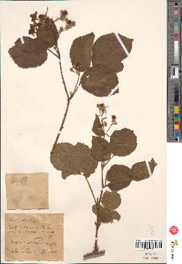 spécimen de Rubus corylifolius