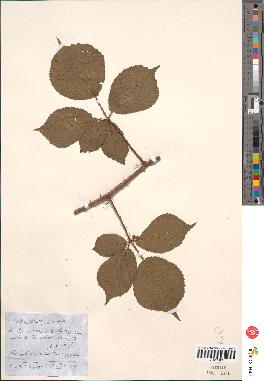 spécimen de Rubus corylifolius