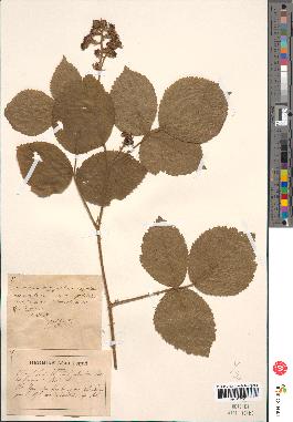 spécimen de Rubus corylifolius