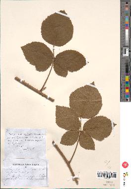 spécimen de Rubus corylifolius