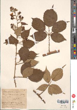 spécimen de Rubus corylifolius