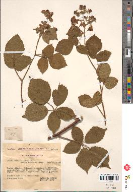 spécimen de Rubus pallidus