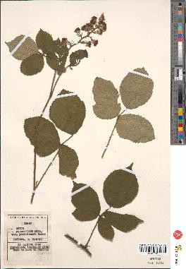 spécimen de Rubus podophyllus