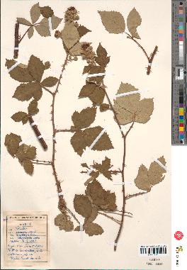 spécimen de Rubus procerus